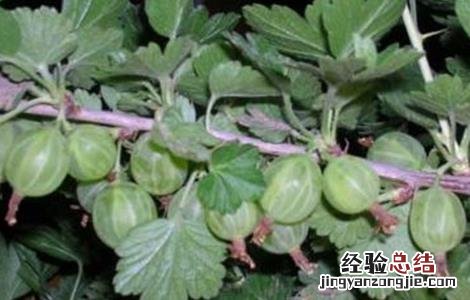 种植灯笼果的要求是什么 种植灯笼果的要求