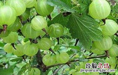 灯笼果怎么种植技术 灯笼果该怎么种植
