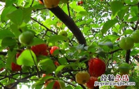 灯笼果怎么种植技术 灯笼果该怎么种植