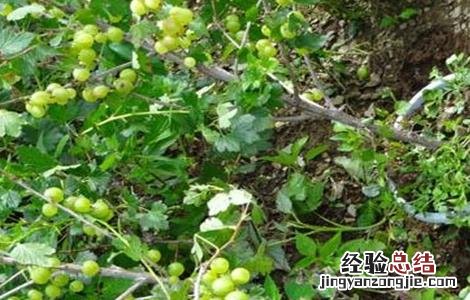 灯笼果怎么种植技术 灯笼果该怎么种植