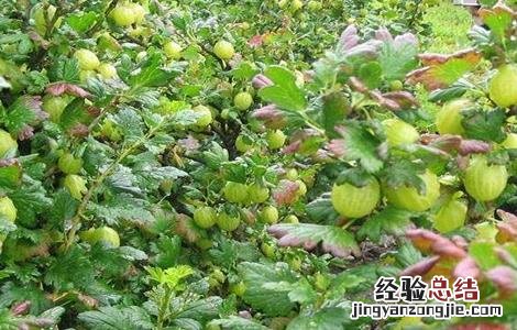 灯笼果怎么种植技术 灯笼果该怎么种植