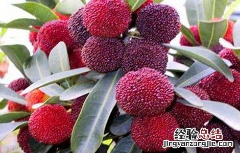 杨梅种植的注意事项 杨梅室内种植需要注意什么