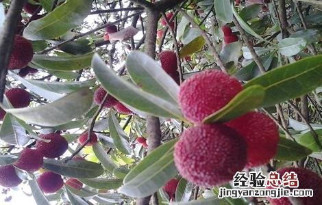 杨梅种植的注意事项 杨梅室内种植需要注意什么