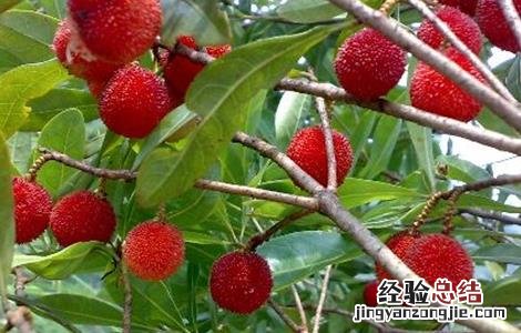 杨梅种植的注意事项 杨梅室内种植需要注意什么