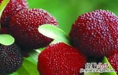 杨梅种植的注意事项 杨梅室内种植需要注意什么