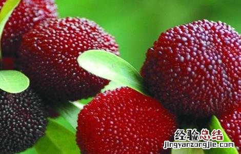杨梅种植的注意事项 杨梅室内种植需要注意什么