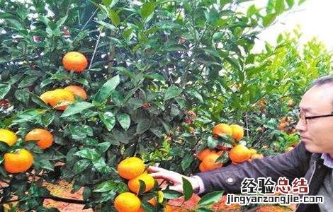 种植沃柑该注意些什么 沃柑的种植和管理方法