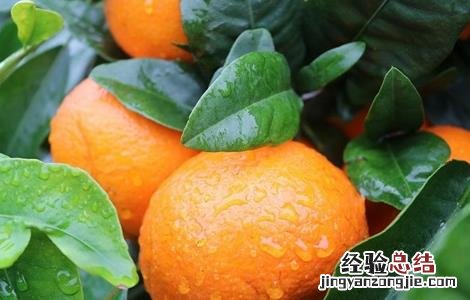 种植沃柑该注意些什么 沃柑的种植和管理方法
