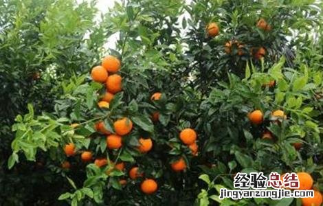 种植沃柑该注意些什么 沃柑的种植和管理方法