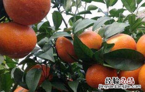 沃柑怎么种植最好 沃柑该怎么种植