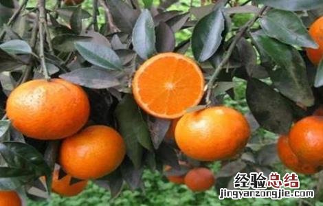 沃柑怎么种植最好 沃柑该怎么种植