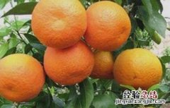 沃柑怎么种植最好 沃柑该怎么种植