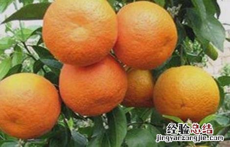 沃柑怎么种植最好 沃柑该怎么种植