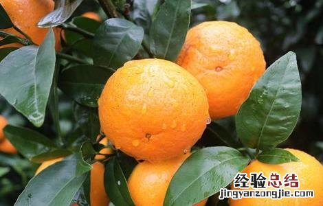沃柑怎么种植最好 沃柑该怎么种植