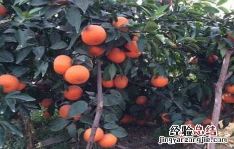 沃柑怎么种植最好 沃柑该怎么种植