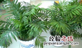 袖珍椰子多久浇一次水 袖珍椰子多久浇一次水冬季