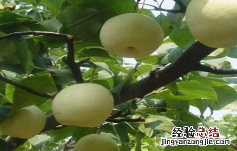 雪梨该怎么种 雪梨该怎么种才能成熟