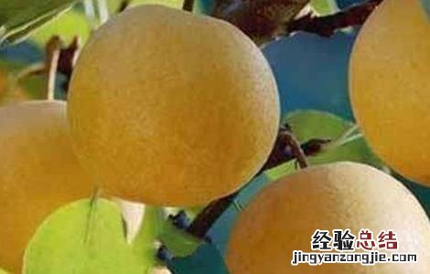 雪梨该怎么种 雪梨该怎么种才能成熟