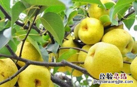 雪梨该怎么种 雪梨该怎么种才能成熟