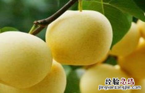 雪梨该怎么种 雪梨该怎么种才能成熟