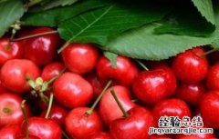 车厘子病害图片大全 车厘子的常见病害及防治