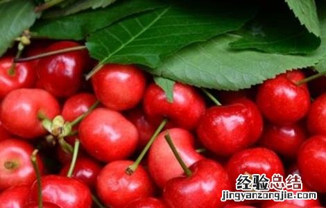 车厘子病害图片大全 车厘子的常见病害及防治