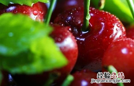 车厘子病害图片大全 车厘子的常见病害及防治