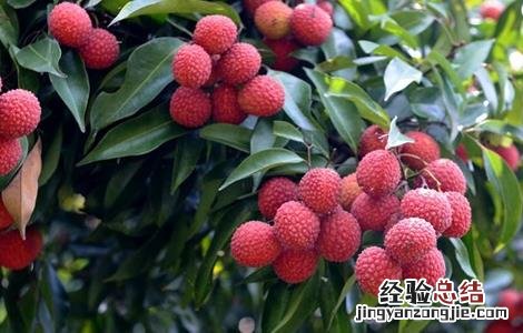 如何给荔枝施肥视频教程 如何给荔枝施肥