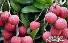 如何给荔枝施肥视频教程 如何给荔枝施肥