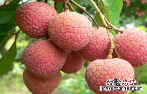 如何给荔枝施肥视频教程 如何给荔枝施肥