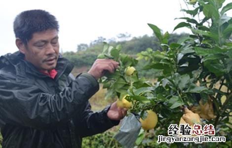 柠檬果树怎么管理 柠檬的果园管理