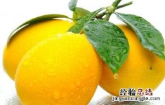 柠檬果树怎么管理 柠檬的果园管理