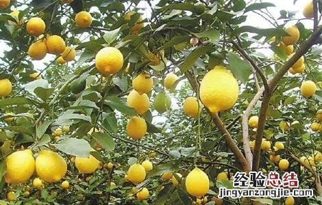 柠檬的常见病虫害及防治 柠檬的常见病虫害及防治方法