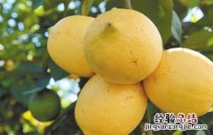 柠檬的常见病虫害及防治 柠檬的常见病虫害及防治方法