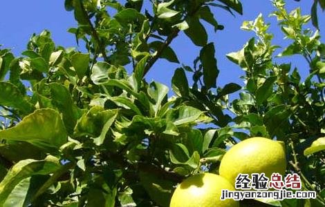 柠檬的常见病虫害及防治 柠檬的常见病虫害及防治方法