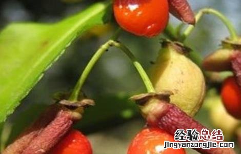 神秘果怎么种植 神秘果该怎么种