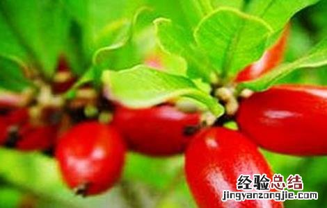 神秘果怎么种植 神秘果该怎么种