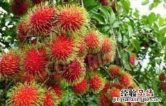 种植红毛丹的注意事项 种植红毛丹的注意事项有哪些