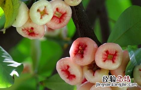 莲雾怎么种植才会开花结果 莲雾该怎么种