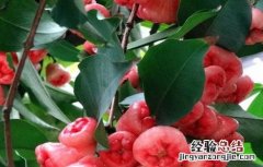 莲雾怎么种植才会开花结果 莲雾该怎么种