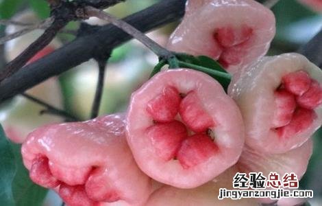 莲雾怎么种植才会开花结果 莲雾该怎么种