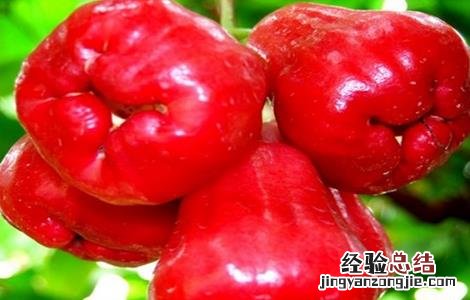 莲雾怎么种植才会开花结果 莲雾该怎么种