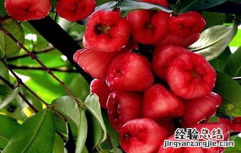 莲雾怎么种植才会开花结果 莲雾该怎么种
