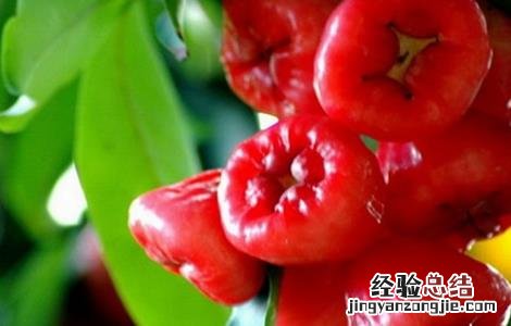莲雾怎么种植才会开花结果 莲雾该怎么种