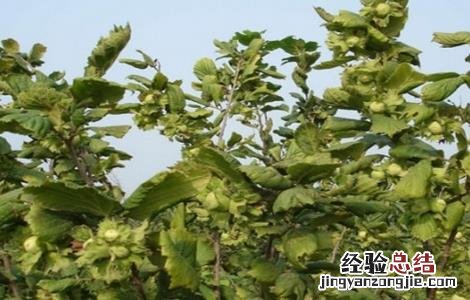 榛子的高产种植技术 榛子的高产种植技术视频