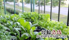 阳台植物种植的步骤的顺序 如何科学的阳台种植