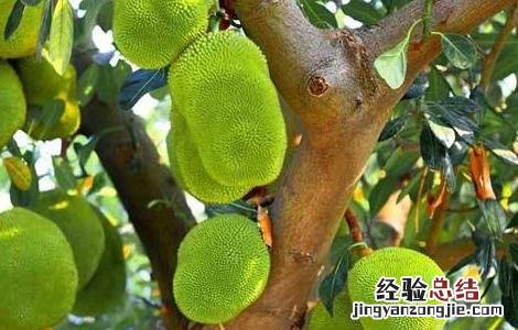 菠萝蜜的主要病害 菠萝蜜的常见病害及防治