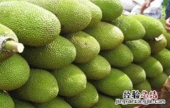 菠萝蜜的主要病害 菠萝蜜的常见病害及防治