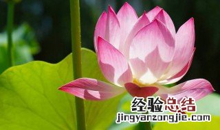 夏天的诗 夏天的诗句 古诗