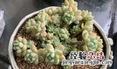 劳尔多肉怎么养成老桩 多肉劳尔老桩用什么盆